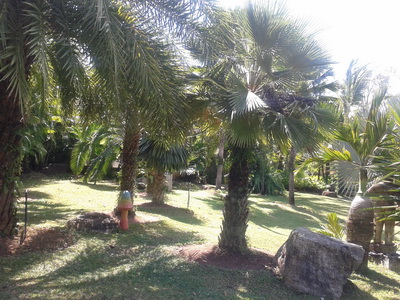 garden3