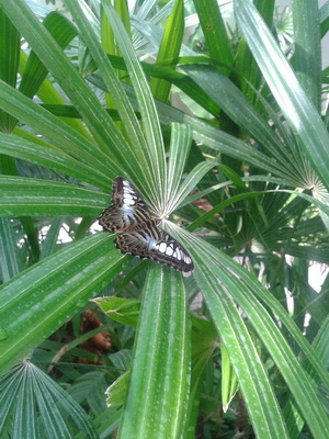 garden4