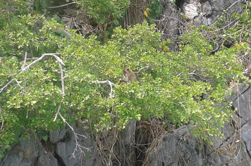 monkey